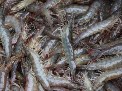Can fermented soybean meal replace fishmeal in shrimp feed?