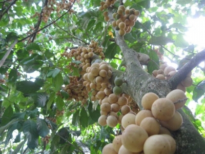 Kỹ thuật trồng cây Bòn bon cho sai quả, tránh sâu bệnh