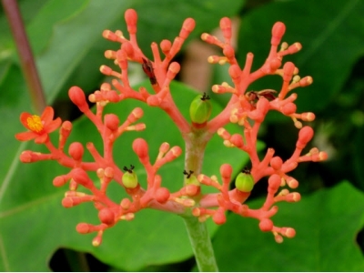 Kỹ thuật trồng cây Đỗ trọng- thần dược cho những người đau lưng