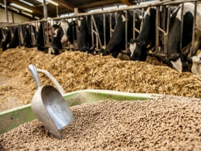 Should producers hike zinc levels in high producing dairy cows?