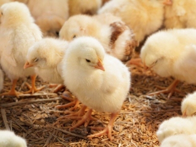 Regionally relevant probiotic may boost growth, weight gain in broilers