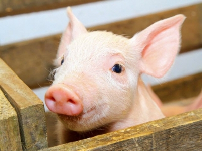 DDGS may support nursery pig growth, performance when added to feed