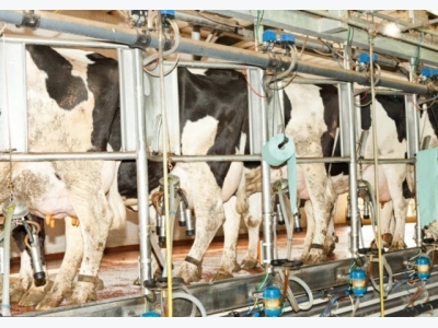 How can dairy cows improve resistance to disease during early lactation?