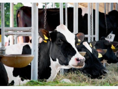 Can methionine supplements support cattle pregnancy?