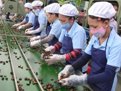Cashew industry lowers export goal