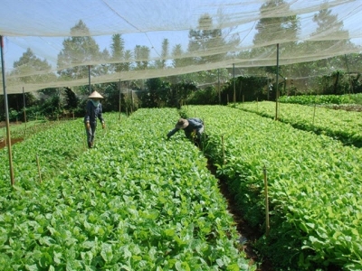 Trồng rau sạch: Khỏe người, lãi khá