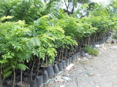 Có tiền tỷ chớp nhoáng nhờ vận dụng chuẩn kỹ thuật trồng cây sưa quý hiếm