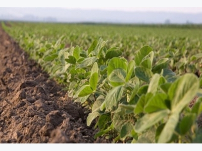 Researcher finds way to boost protein yield per soybean plant