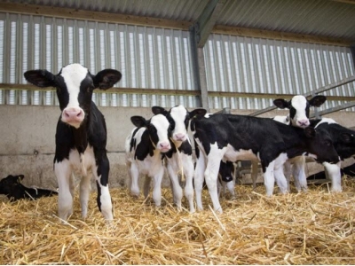 What factor does waste milk play for antibiotic resistance in calves?