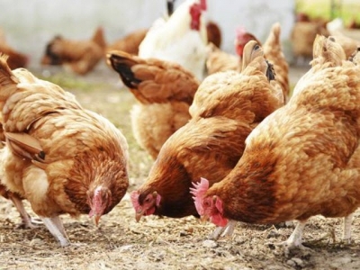 Feed efficiency research in poultry has implications for human health