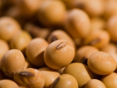 High-oleic soybeans achieve final global regulatory milestone