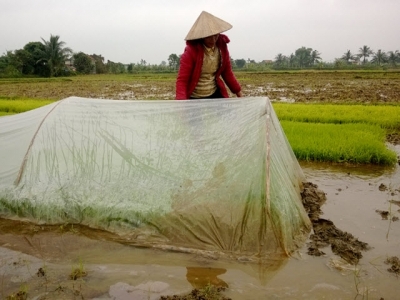 Chủ động chống rét cho mạ, lúa