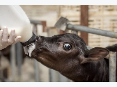 Supplemental solids boost dairy heifer early growth