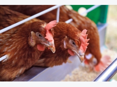 Bird type, forage options play role in organic hen production