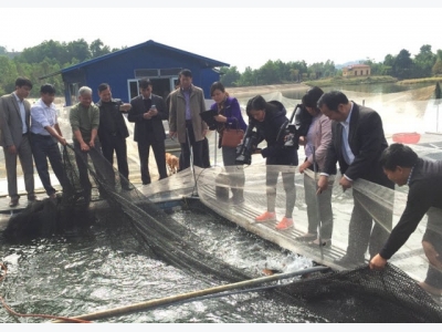 Bắc Giang: Tiềm năng mô hình nuôi cá chép giòn trong lồng