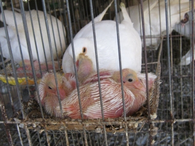 Kỹ thuật nuôi chim Bồ câu non làm giống nhanh xuất chuồng kiếm tiền triệu mỗi ngày
