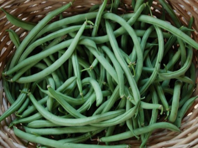 Growing Beans in the Home Garden