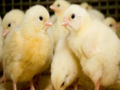 Silicon supplement could improve chicken bone strength