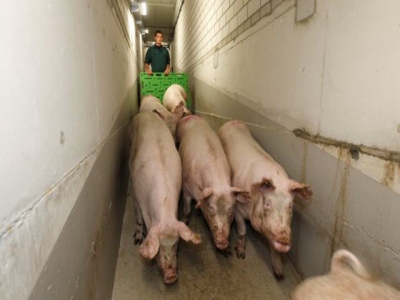 Correct layouts when moving pigs manually