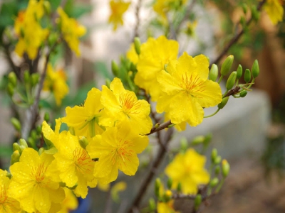Kinh nghiệm cho hoa mai nở đúng Tết