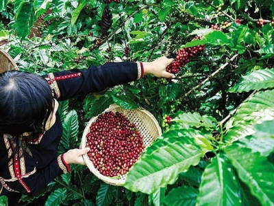 Vietnamese farm produce confidently conquering the EU market
