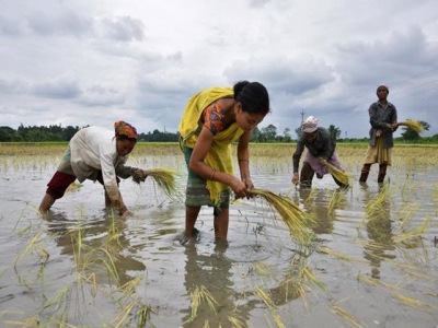 India rice rates slip; tough Chinese rules dent Vietnam exports