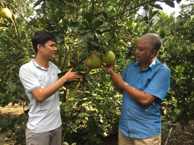 Huu Loi Commune with the expectation of growing citrus trees