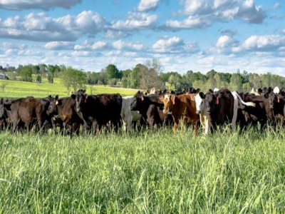 New method developed for monitoring pasture nutrients