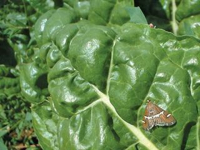 Other Swiss chard pests