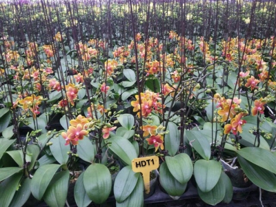 Giống lan hồ điệp thơm HĐT1