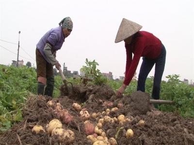 Phân bón cho khoai tây