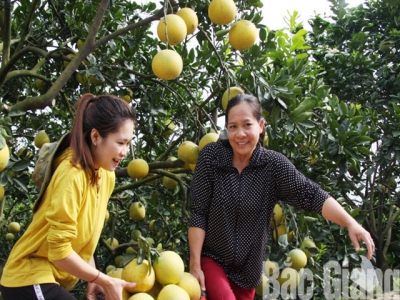 Over 17,800 tonnes of Luc Ngans orange and pomelo sold with increased price