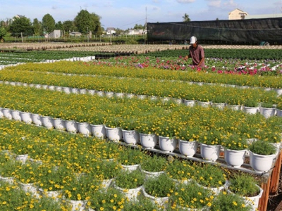 Ornamental flower farmers gain different crops this Tết