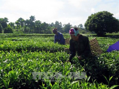 Kỹ thuật bón phân cho cây Chè