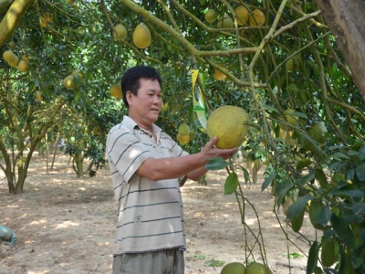 Productivity of Tan Lac red pomelo hits 30 tonnes per ha
