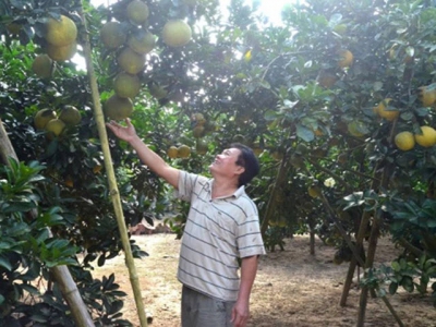 Tan Lac district enters grapefruit harvest season