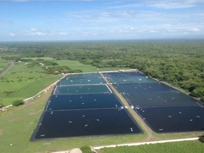 Shrimp farming in Guatemala has gone intensive