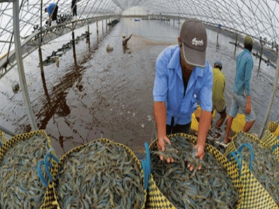 Mekong Delta: Cultured giant tiger shrimp prices increase sharply
