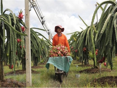 Binh Thuan: Over 30 percent of dragonfruit land under VietGap