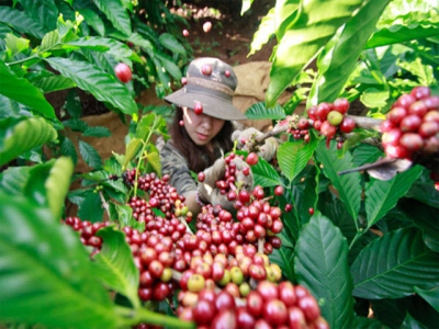 Cách thu hoạch cà phê đạt năng suất và chất lượng cao