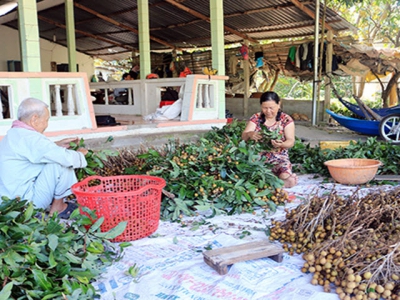 Phát triển kinh tế từ nhãn Ido