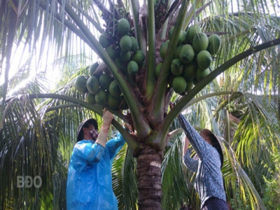 Thu nhập khá từ dừa Xiêm