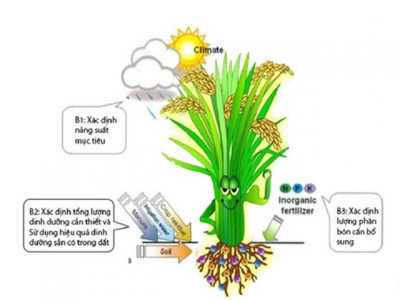 Nâng cao hiệu quả phân bón bằng kỹ thuật ô khuyết