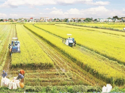 Agricultural land accumulation: Enterprises and farmers meet with difficulties