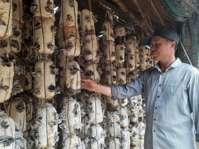 Indoor mushroom cultivation brings high income