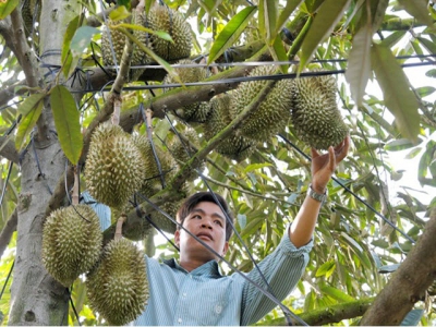 Bón phân BM nâng năng suất sầu riêng