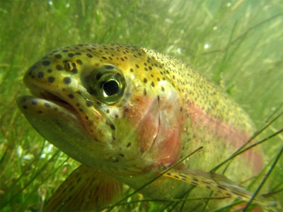 Long-term dietary replacement of fishmeal, fish oil in rainbow trout