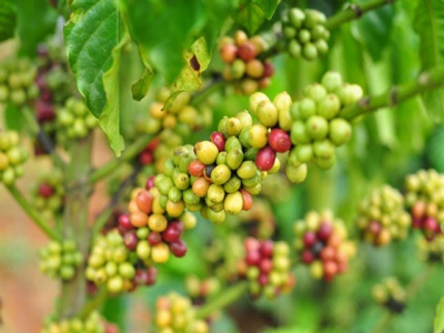 Dinh dưỡng cho cây cà phê trong mùa khô