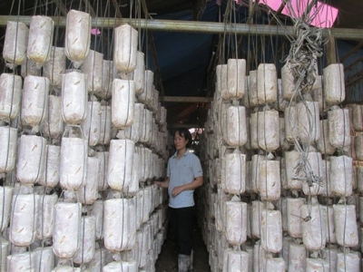 Liên kết sản xuất nấm