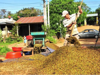 Low coffee prices upset farmers in spite of bumper crop